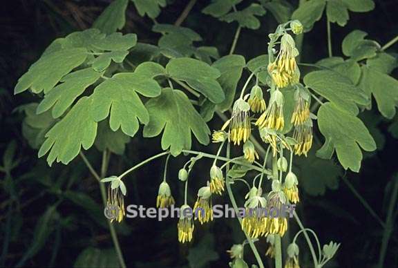 thalictrum fendleri var fendleri 1 graphic